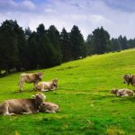 La famiglia bardigiana