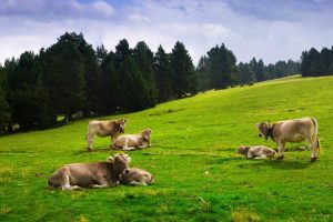 L’allevamento delle bovine da latte tra ieri e oggi, tra tradizione e modenizzazione